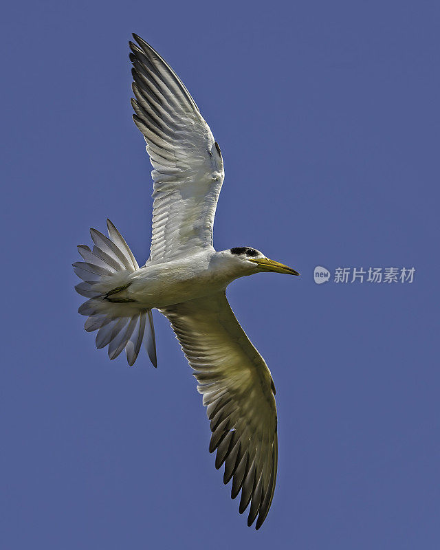 大嘴燕鸥(Phaetusa simplex)是燕鸥科的一种。发现于巴西潘塔纳尔地区。